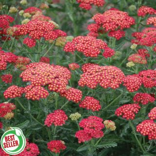 Firefly Red Pop Yarrow Thumbnail